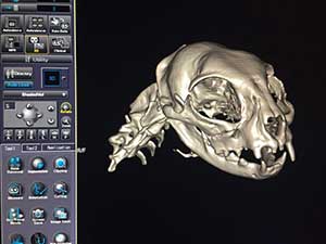 CT of Skull