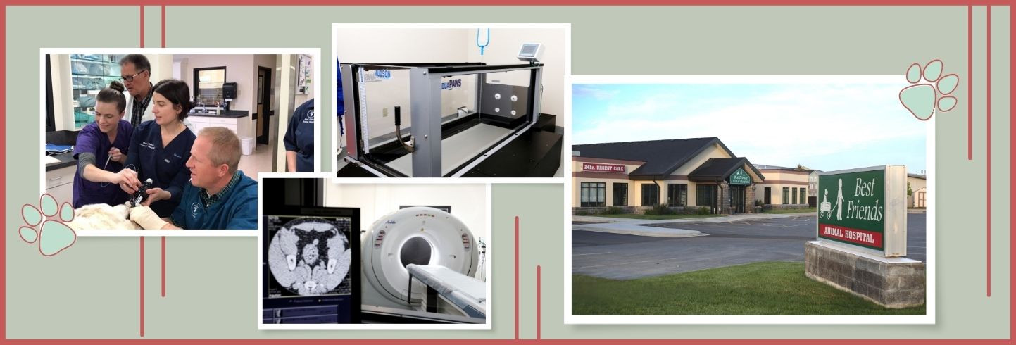 Best Friends Animal Hospital &amp; Urgent Care Center | Billings 
