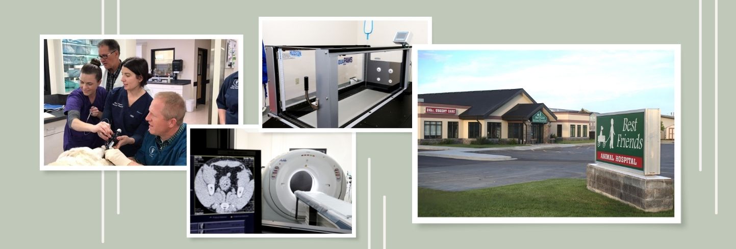 veterinary specialists