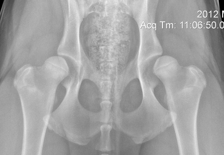 Dog hip hotsell dysplasia surgery cost