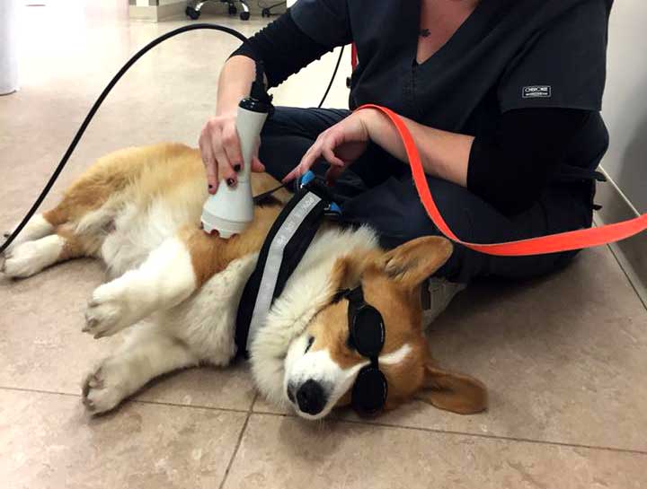 Laser Therapy for Dogs